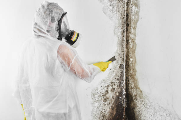 Best Black Mold Removal  in Ridgefield Park, NJ
