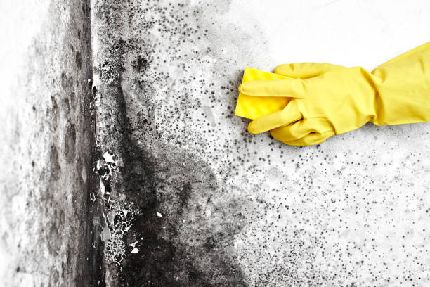 Best Commercial Mold Removal  in Ridgefield Park, NJ