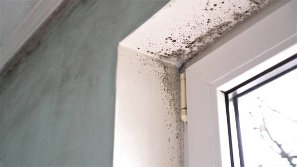 Best Mold Removal Near Me  in Ridgefield Park, NJ