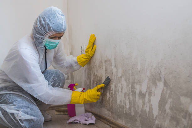 Best Emergency Mold Removal  in Ridgefield Park, NJ