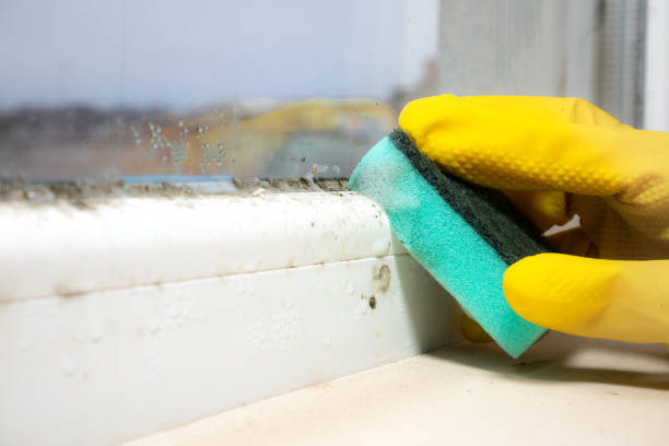 Best Mold Damage Repair  in Ridgefield Park, NJ