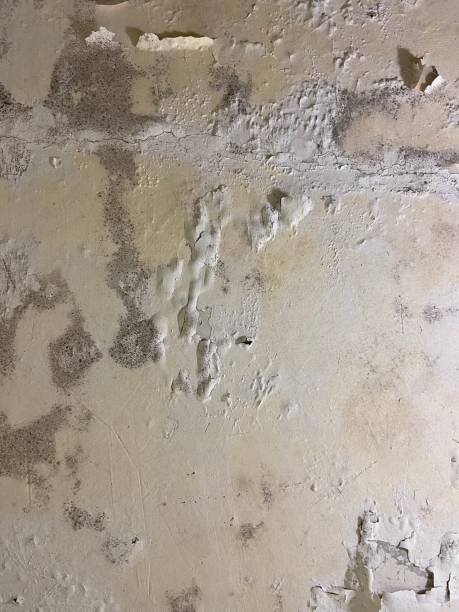 Best Best Mold Removal Companies  in Ridgefield Park, NJ