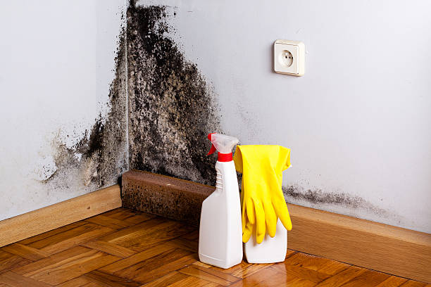Best Local Mold Removal Service  in Ridgefield Park, NJ