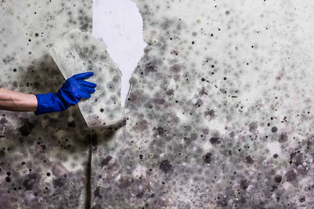 Best Residential Mold Removal  in Ridgefield Park, NJ