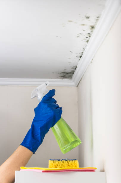 Best Mold Removal Company Near Me  in Ridgefield Park, NJ