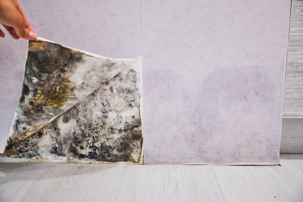  Ridgefield Park, NJ Mold Removal Pros